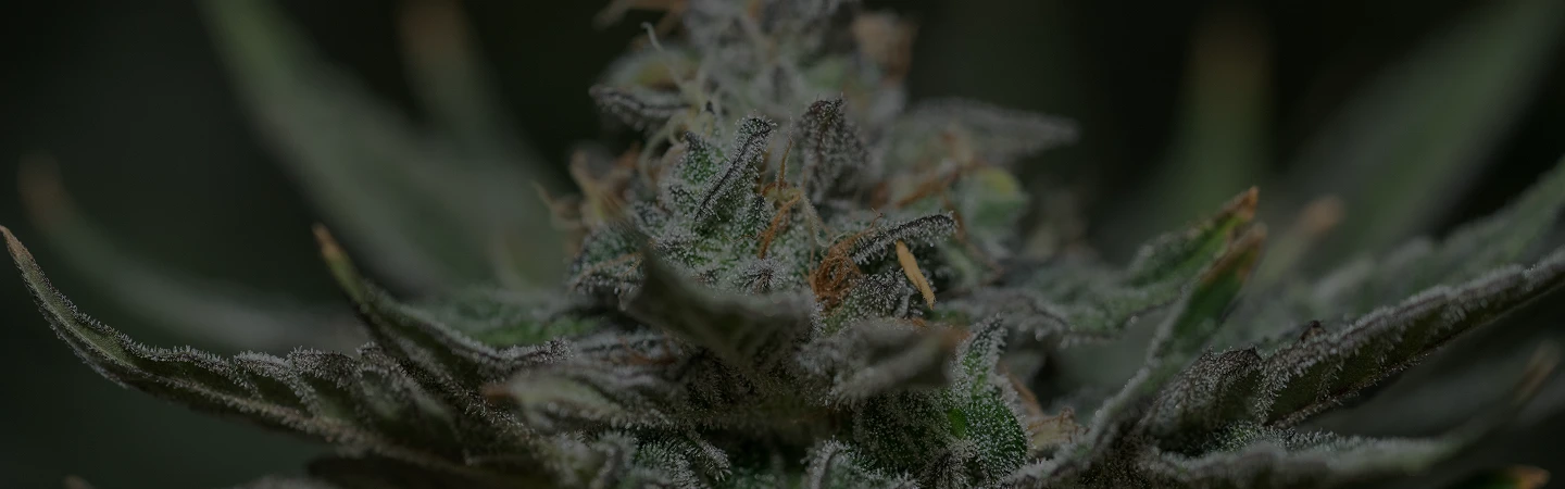 Understanding Indica, Sativa, and Hybrid Cannabis Strains
