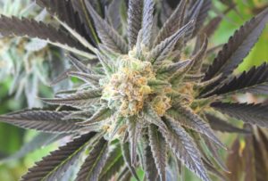 MA cannabis dispensary strains
